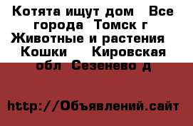 Котята ищут дом - Все города, Томск г. Животные и растения » Кошки   . Кировская обл.,Сезенево д.